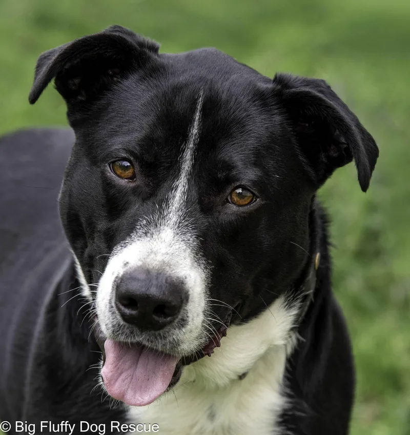 Tuxedo thumbnail 3
