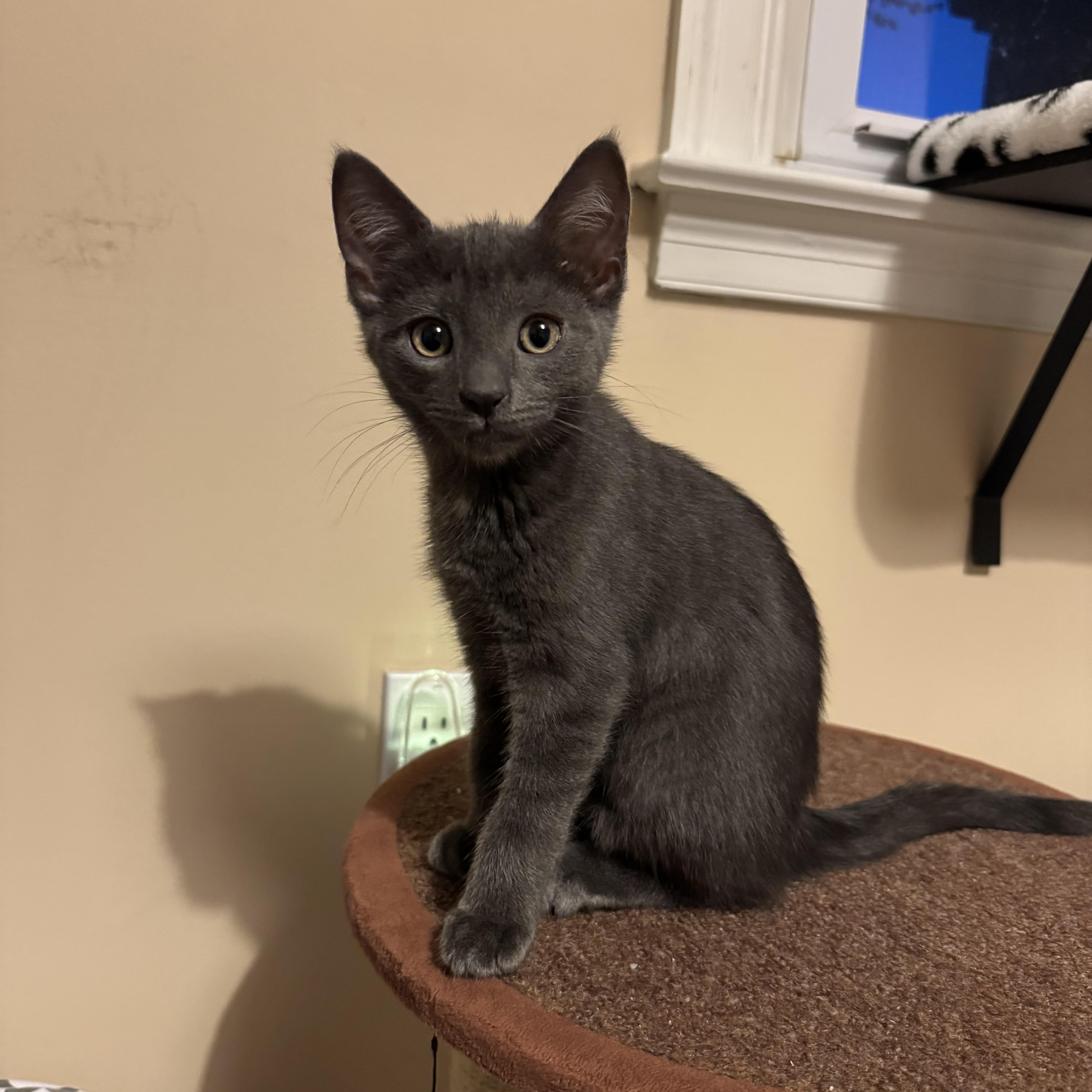 A baby small-sized female Gray / Blue / Silver Domestic Short Hair cat named Gracie for adoption in Warminster, PA
