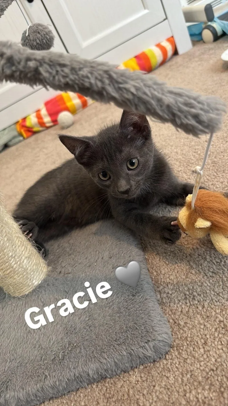 Gracie thumbnail 5