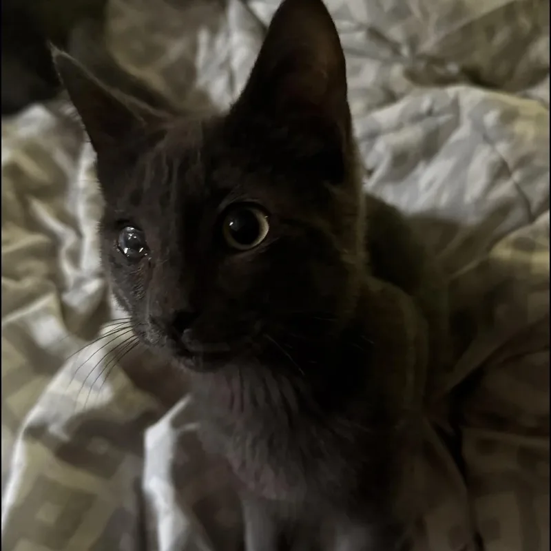 A baby medium-sized male Black Domestic Short Hair cat named Pembelton for adoption in Westland, MI