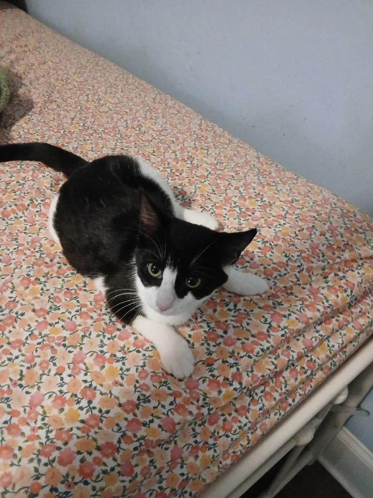 A baby small-sized male Domestic Short Hair cat named Charlie for adoption in Danielsville, GA
