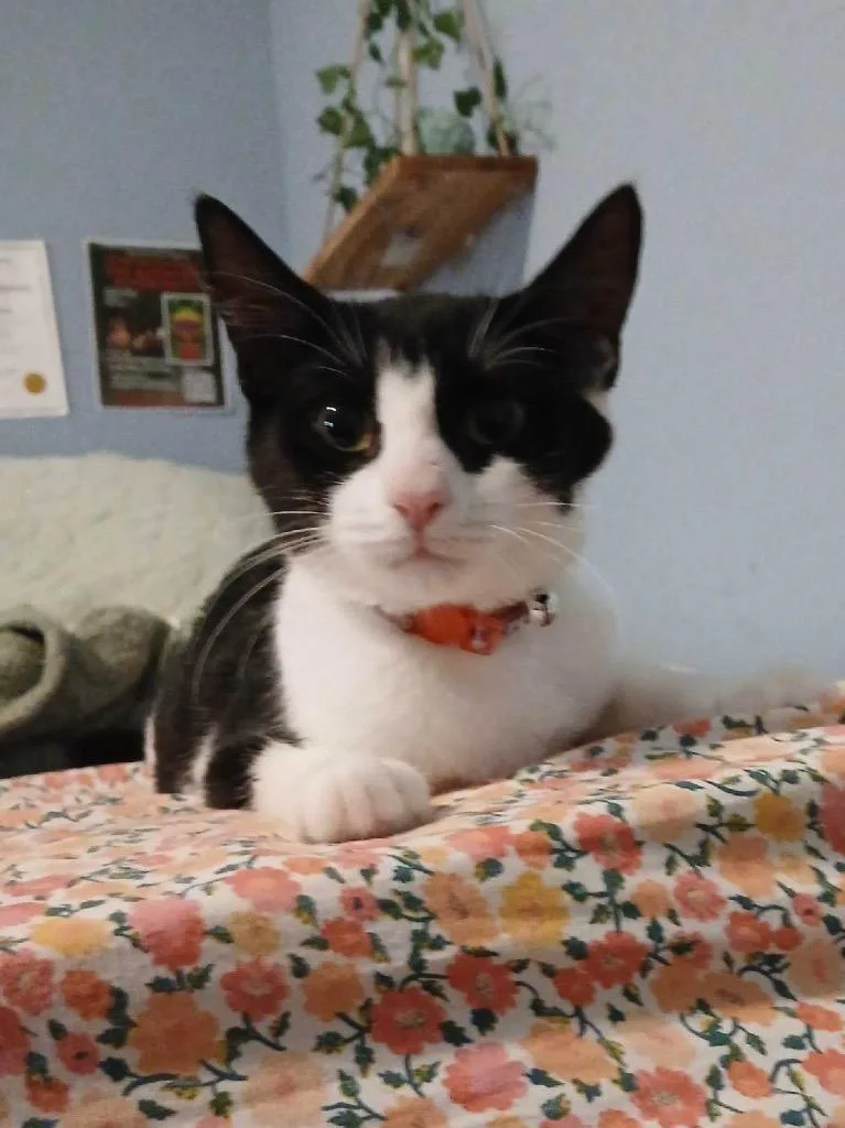 Charlie thumbnail 2