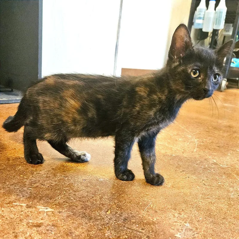 A baby small-sized female Domestic Short Hair cat named Scarecrow for adoption in Clarksville, AR