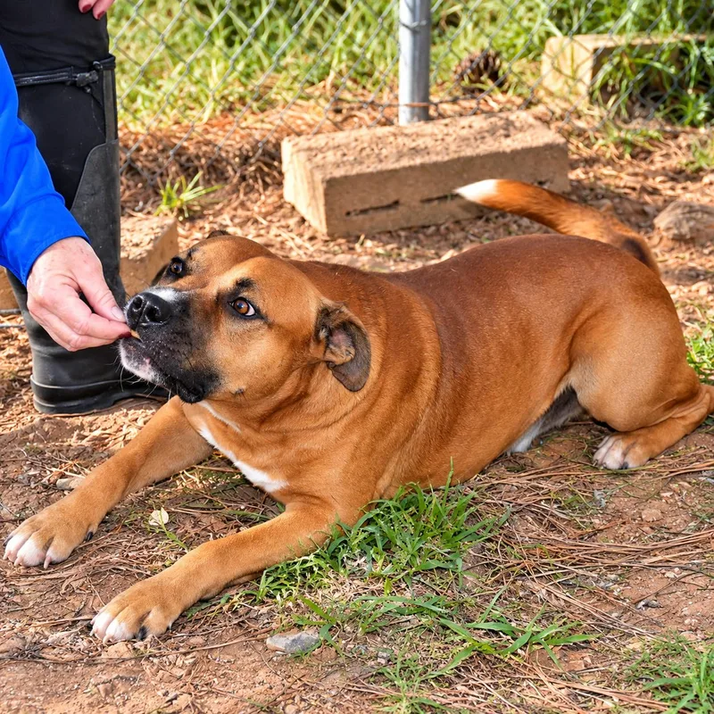 An adult medium-sized male Golden Pit Bull Terrier dog named Boxley for adoption in Wedowee, AL