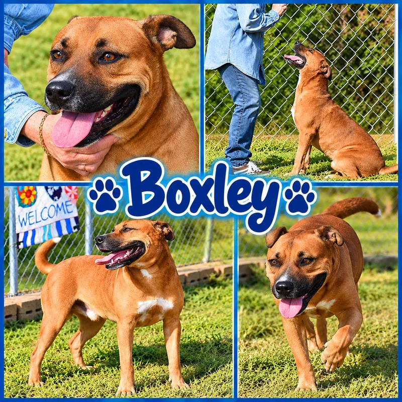 Boxley thumbnail 2