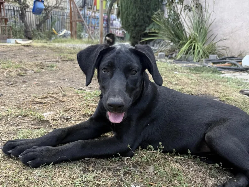 A young medium-sized female Doberman Pinscher dog named Penny for adoption in Venice, CA