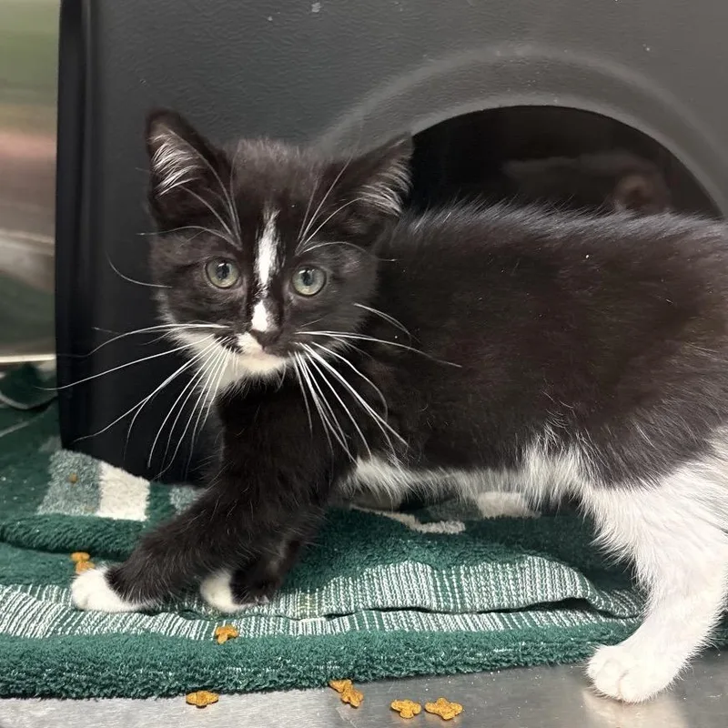 A baby small-sized female Black Domestic Short Hair cat named Willa for adoption in Morganton, NC