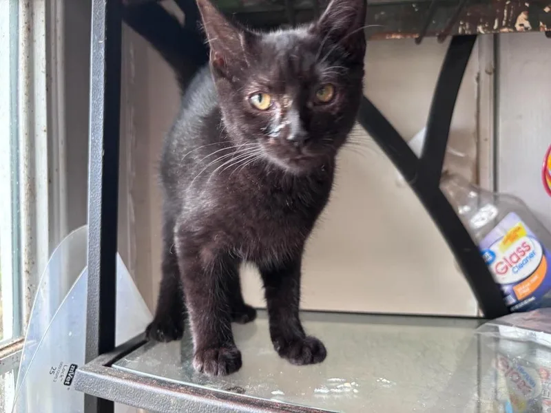 A baby small-sized female Black Domestic Short Hair cat named Mandrake for adoption in Milton, DE