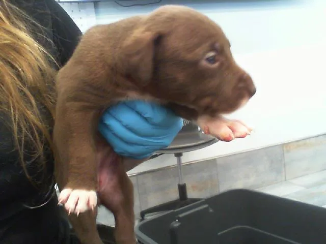A baby small-sized female Mixed Breed dog named Mollie for adoption in Charlotte, NC