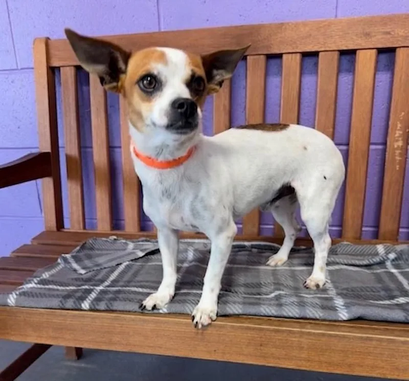 A young small-sized male Chihuahua dog named George for adoption in North Prairie, WI