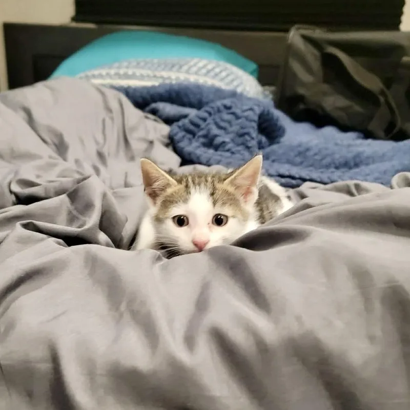 Levi
