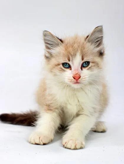 A baby small-sized male Domestic Medium Hair cat named Charm for adoption in Morton Grove, IL