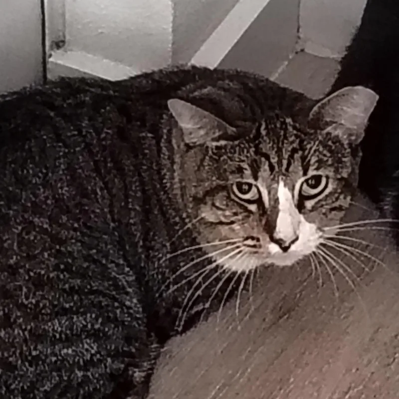 A young medium-sized male Gray / Blue / Silver Domestic Short Hair cat named Cyrus for adoption in Titusville, FL