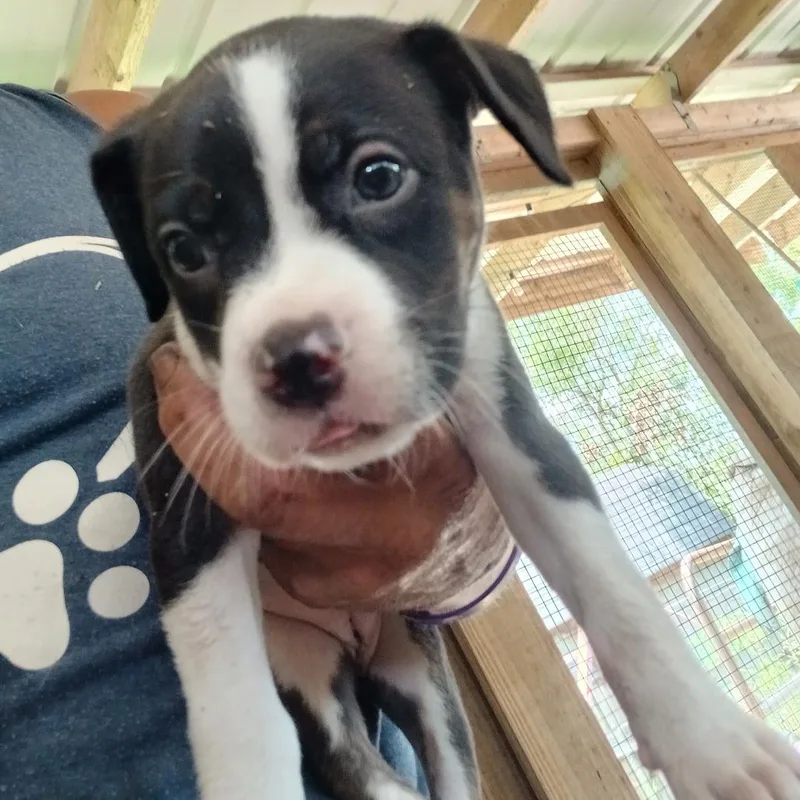 A baby medium-sized female Black Mixed Breed dog named Brittany for adoption in Morriston, FL