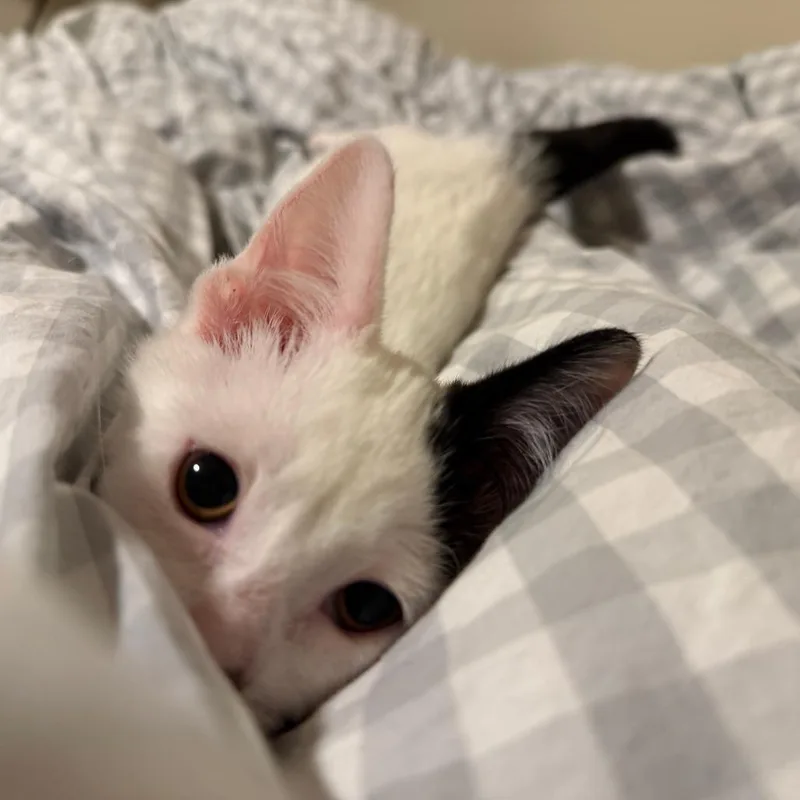 A baby small-sized male White Domestic Short Hair cat named Twig C for adoption in Minnetonka, MN