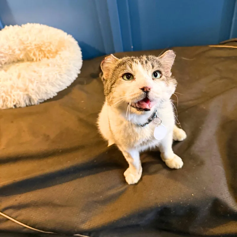 Mad Mott thumbnail 2