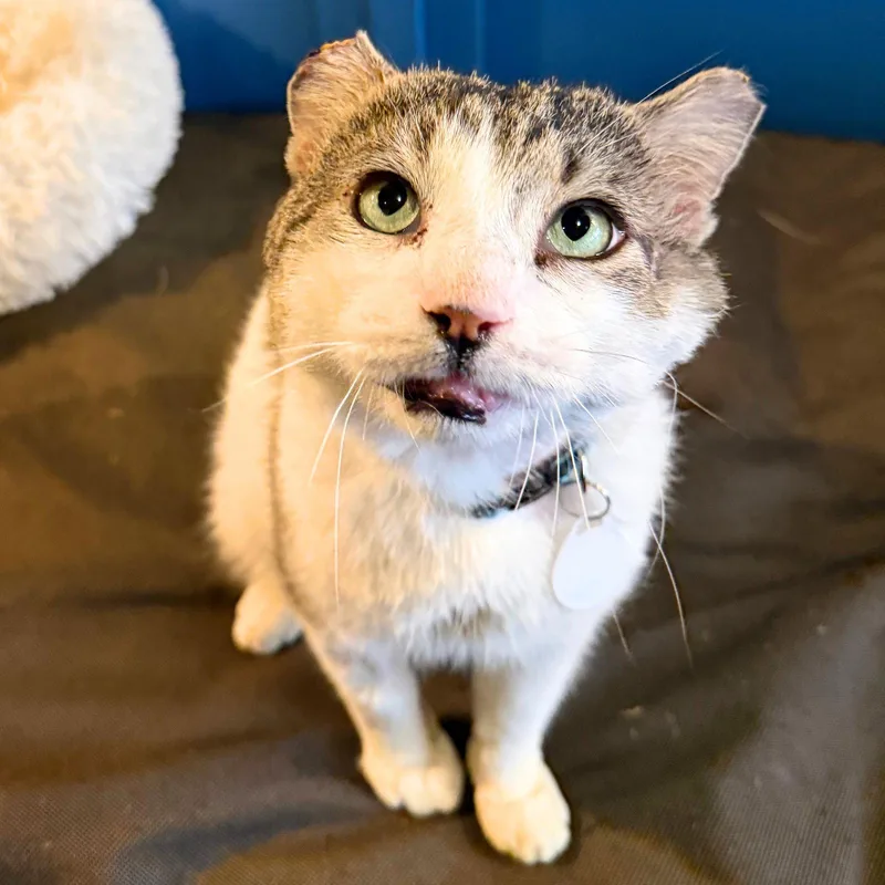 Mad Mott thumbnail 3