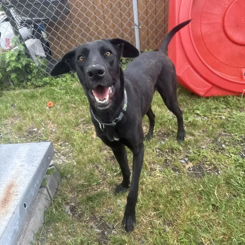 An adult large-sized female Black Labrador Retriever dog named Juno for adoption in Saugerties, NY