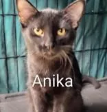 A young small-sized female Black Domestic Short Hair cat named Anika for adoption in Moline, IL