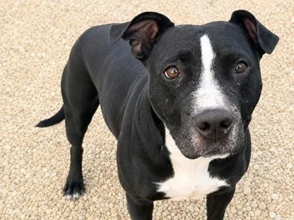 An adult large-sized female Black Mixed Breed dog named Elora for adoption in Georgetown, TX