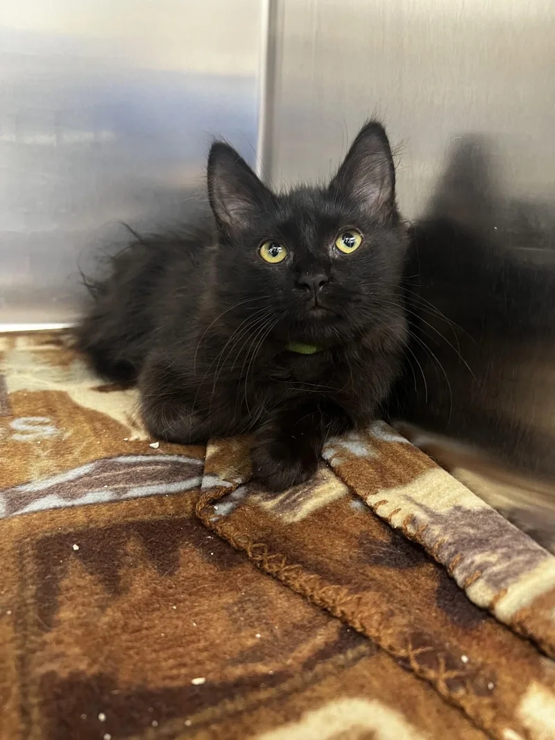 A baby medium-sized female Black Domestic Long Hair cat named Dolly for adoption in Yorkville, IL
