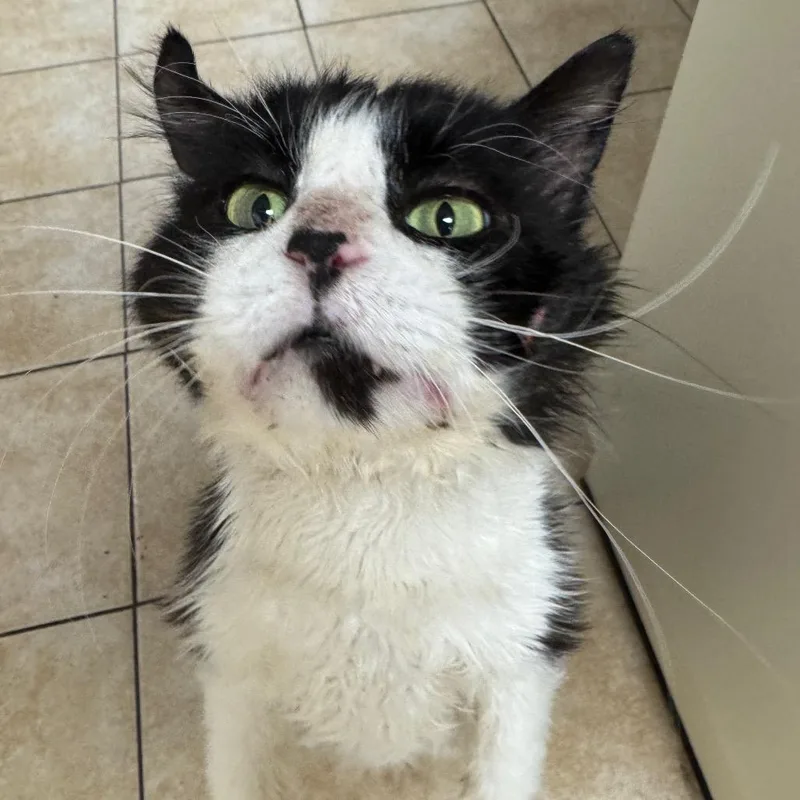 An adult large-sized male Black Domestic Long Hair cat named Mr. Tux for adoption in Pekin, IL