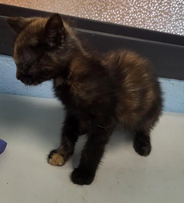 A baby small-sized female Domestic Short Hair cat named Pen  Lolita for adoption in Lawrenceville, GA