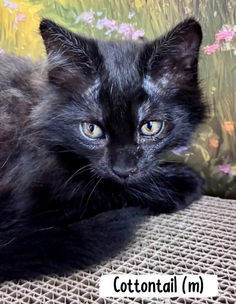 A baby small-sized male Black Bombay cat named Cottontail for adoption in San Juan Capistrano, CA
