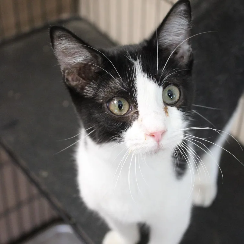 A young medium-sized male Black Domestic Short Hair cat named Nike for adoption in Cleveland, MS