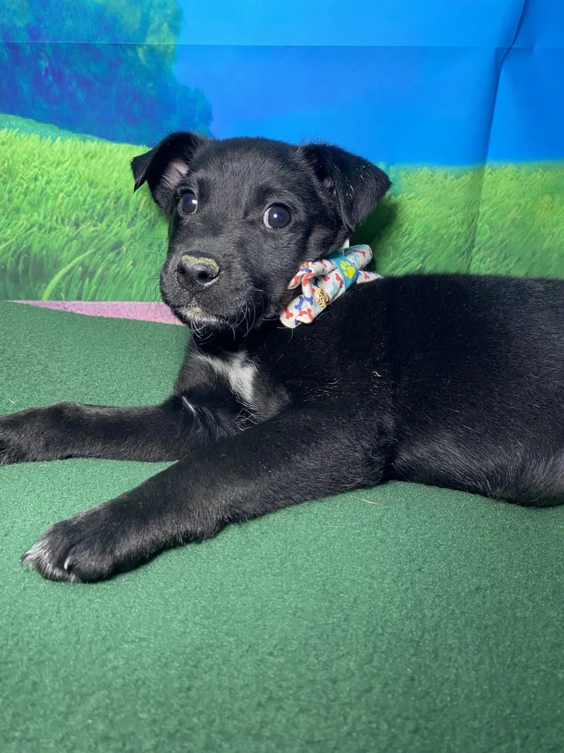 A baby medium-sized male Labrador Retriever dog named Ajax for adoption in Barnhart, MO