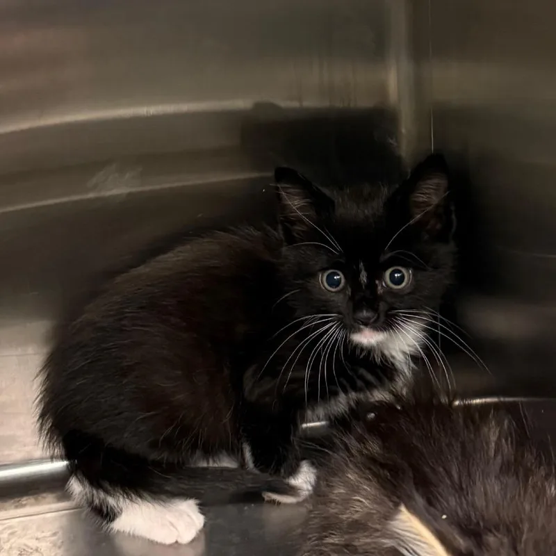 A baby small-sized female Black Domestic Short Hair cat named Mae for adoption in Council Bluffs, IA