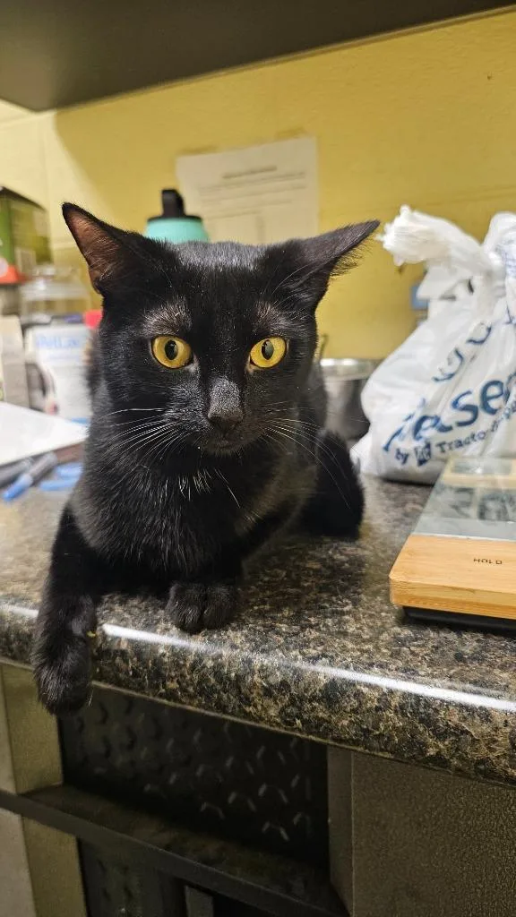A young small-sized female Domestic Short Hair cat named Mama Mia for adoption in Crossville, TN