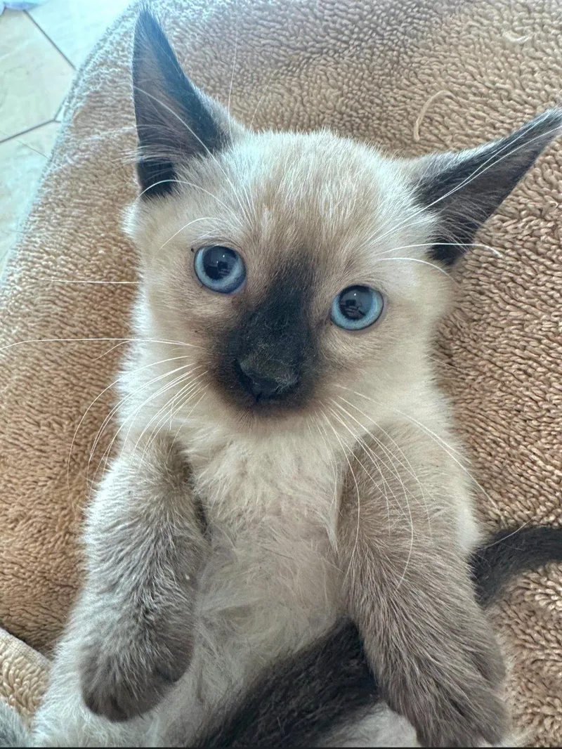 A baby medium-sized male Buff / Tan / Fawn Siamese cat named Blue for adoption in Campbell, CA