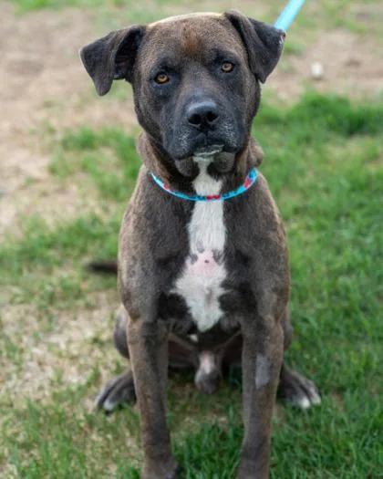 An adult large-sized male Labrador Retriever dog named Remi for adoption in Pequot Lakes, MN