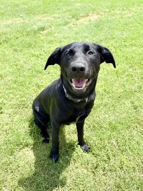 A young medium-sized female Labrador Retriever dog named Stacey for adoption in Killeen, TX