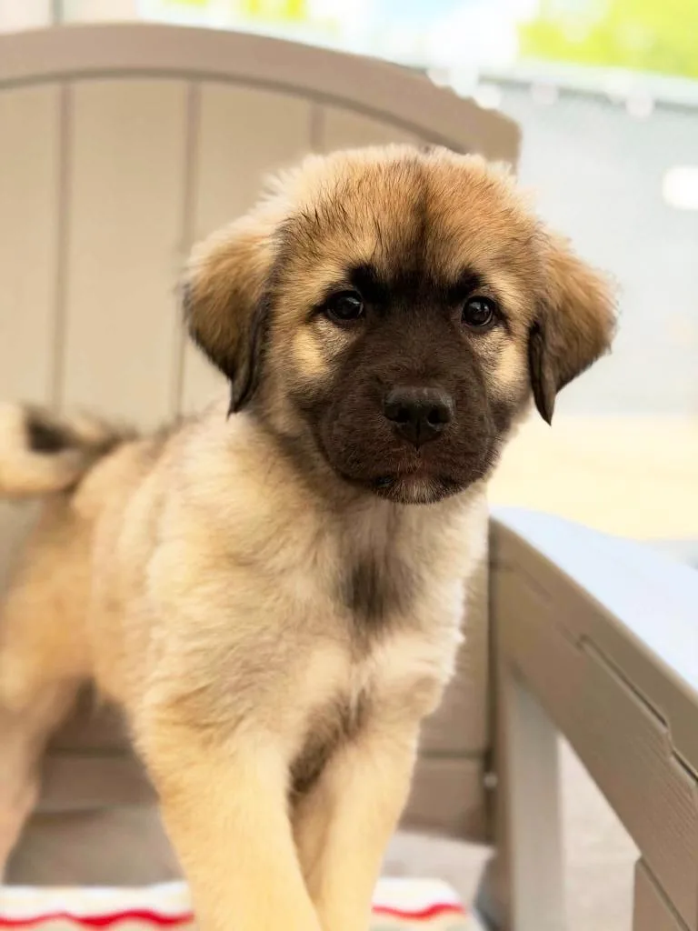 A baby medium-sized male Anatolian Shepherd dog named Buster Bar for adoption in Savage, MN