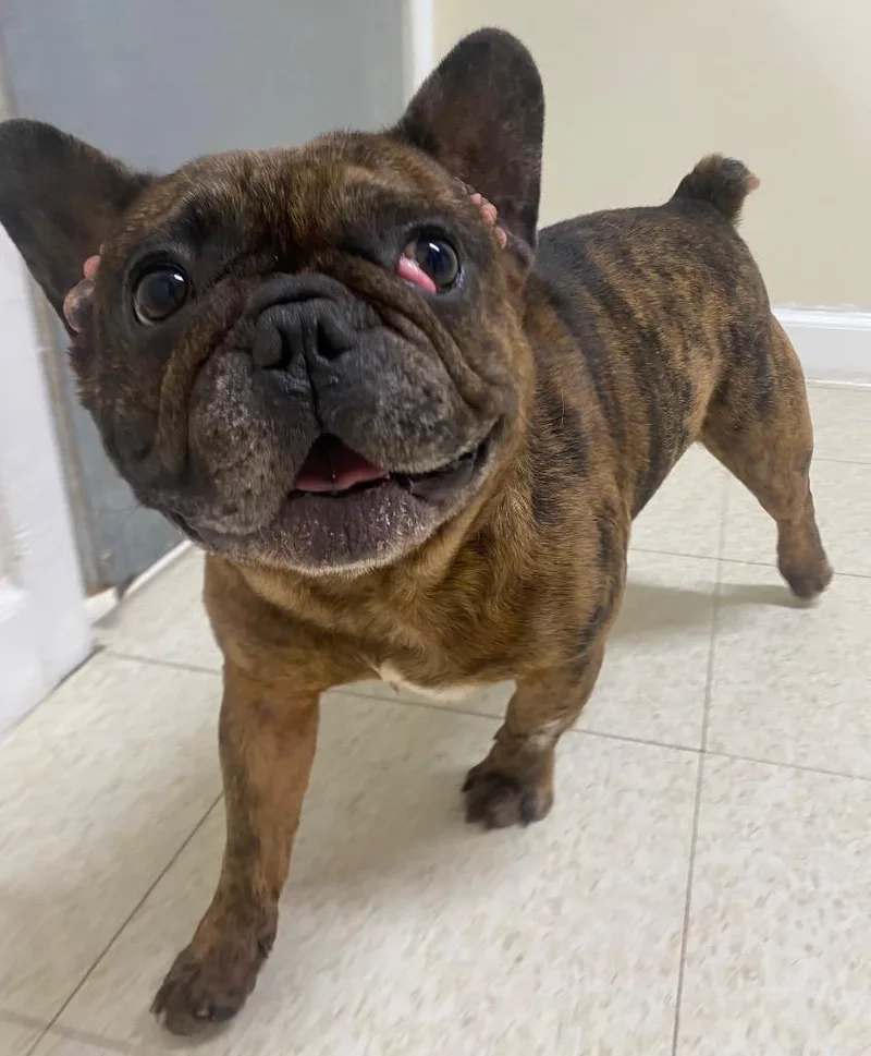 An adult medium-sized male French Bulldog dog named Bernard for adoption in Fall River, MA
