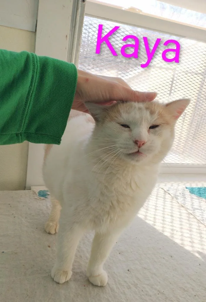Kaya