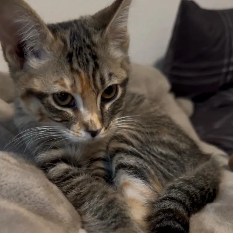 A baby small-sized female Torbie Domestic Short Hair cat named Primrose for adoption in Renton , WA