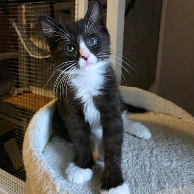 A baby small-sized female Black Domestic Short Hair cat named Raven for adoption in Normal, IL
