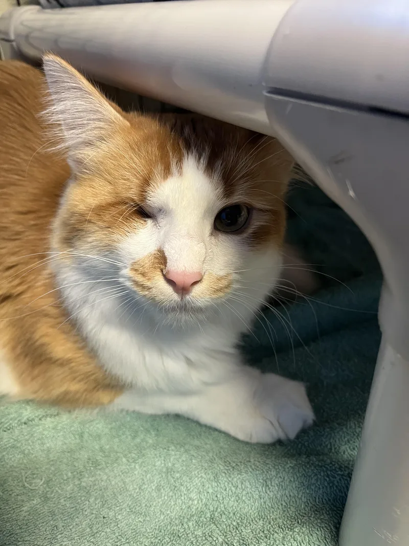 An adult large-sized male Orange & White Domestic Long Hair cat named Tipper for adoption in Brookings, SD