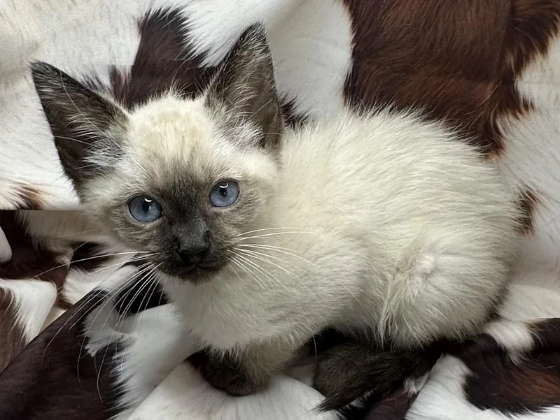 A baby small-sized female Siamese cat named Fritadade for adoption in San Diego, CA