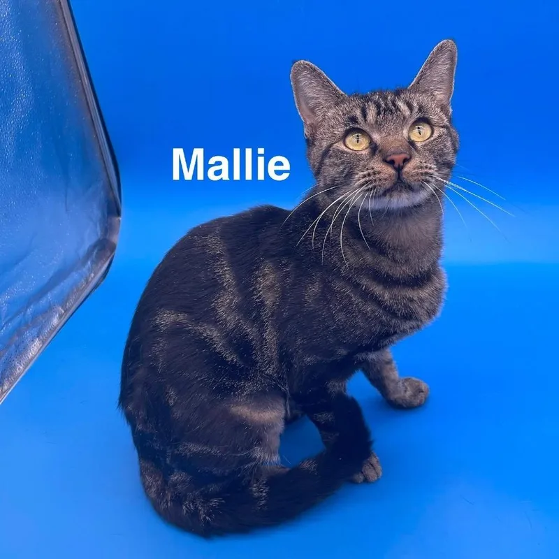 A young medium-sized female American Shorthair cat named Mallie for adoption in Collinsville , OK
