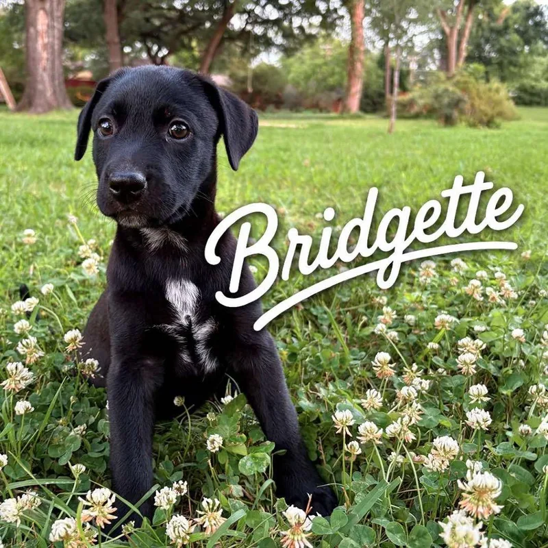 Bridgette P