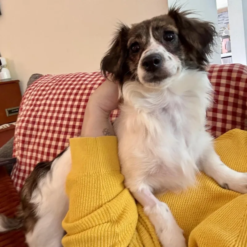 A young small-sized female Brown / Chocolate Chihuahua dog named Bella for adoption in Arlington, VA