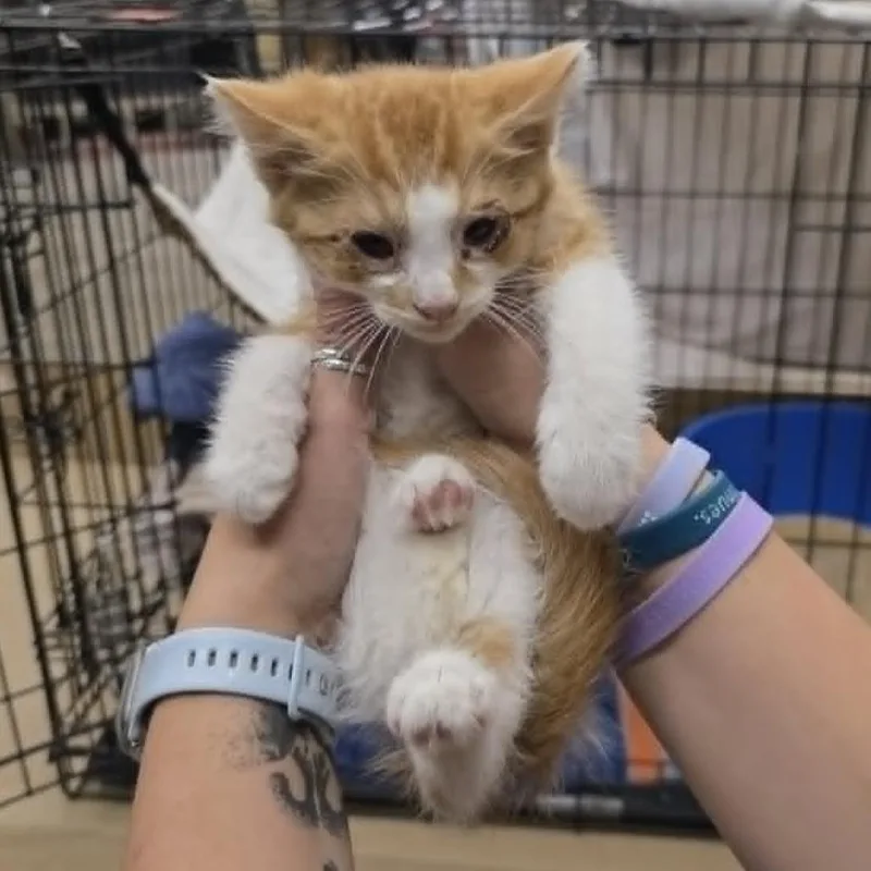 A baby small-sized male Orange / Red Domestic Medium Hair cat named French Fry C for adoption in Princeton, MN