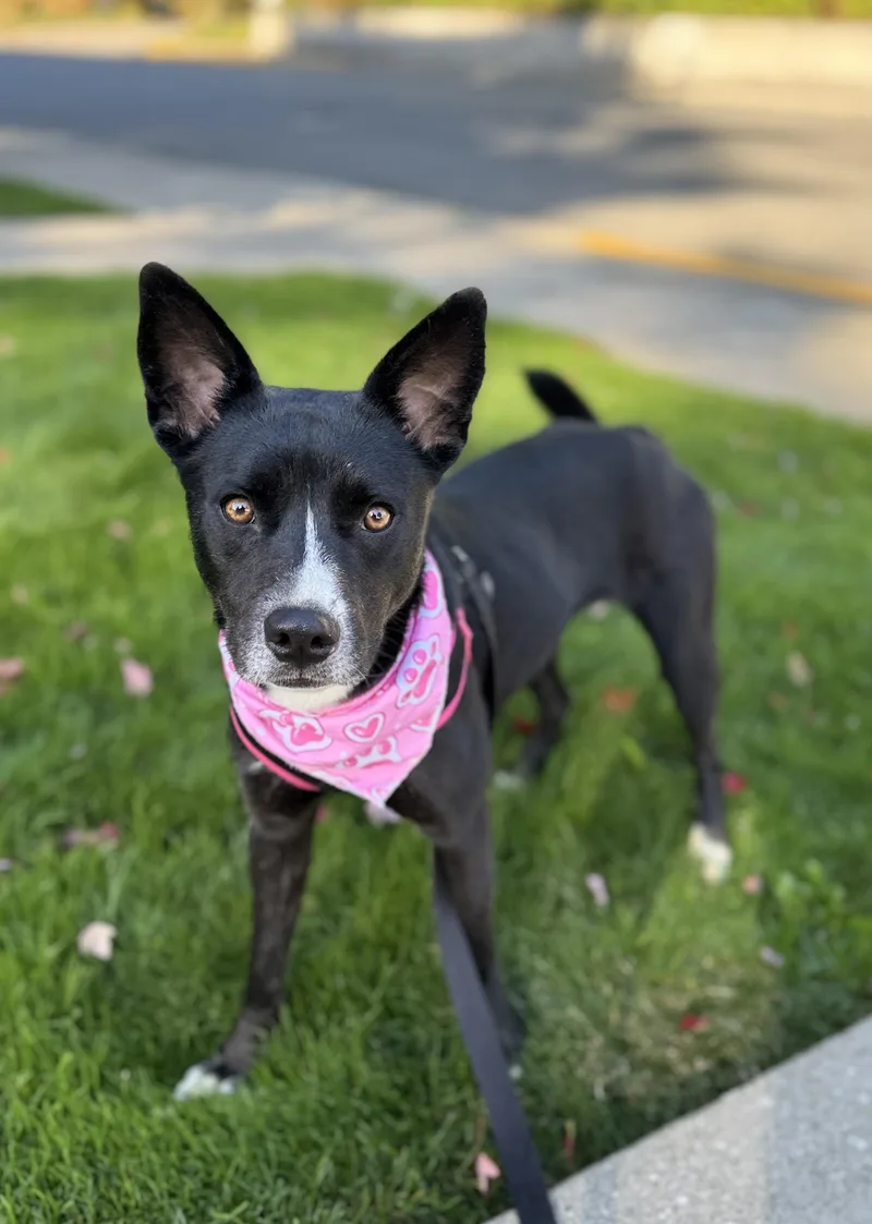 A young medium-sized female Black Australian Kelpie dog named Daisy for adoption in lynnwood , WA