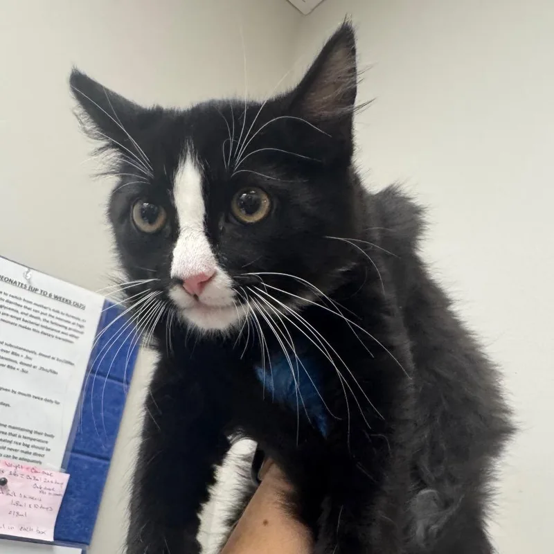 A baby small-sized male Domestic Long Hair cat named Paper Towel for adoption in Columbiana, AL