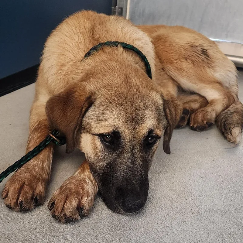 A baby small-sized female Yellow / Tan / Blond / Fawn German Shepherd Dog dog named Tangerine for adoption in Greenville, SC