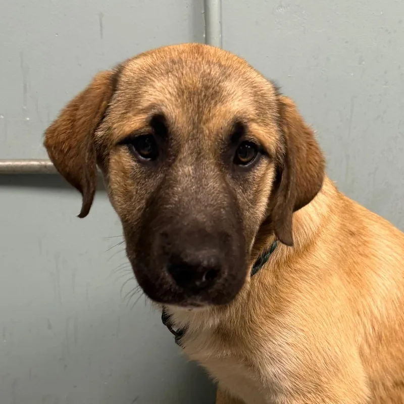 Tangerine thumbnail 2